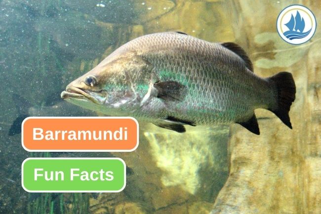 10 Fascinating Facts about Barramundi